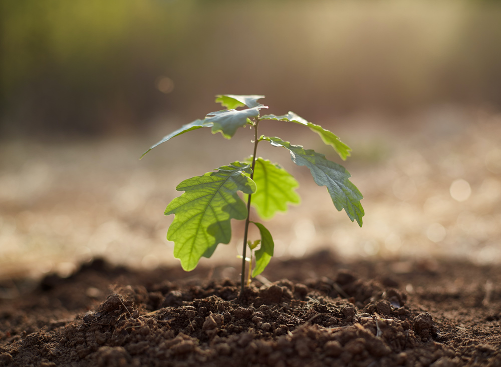 A tree sapling beginning to grow out of the soil.