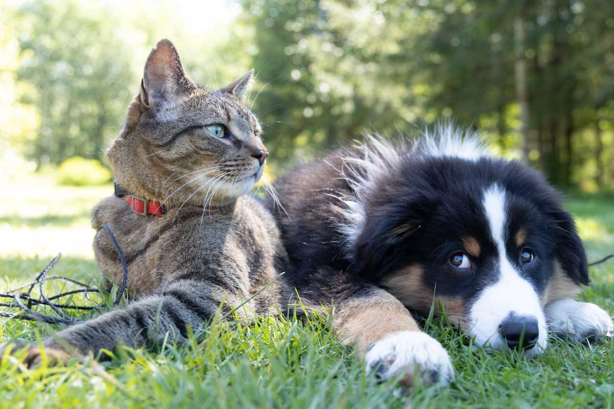 Tabby cat with red collar lying next to Bernese Mountain dog puppy in the garden.